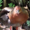羽ばたくヒクイナ＆友人から弁当差し入れ🪿🍱（多々良沼公園）