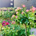 憧れのローズ🌹ガーデン✨