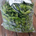 新潟の夏のキング オブ おつまみ！最高クラスの新潟市西区の朝もぎ枝豆ザル一杯でガブガブ晩酌！