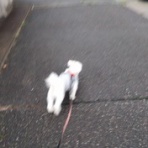 大きいマルチーズ☆ニノさん。