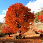 柴犬と暮らす山好きフライ釣人の日記