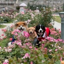 【宝塚市 情報募集】みなさまからの情報や大切なペットのお写真を募集しております！