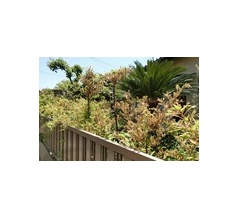 竹の花盛り