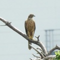 2026年9月1日の野鳥公園