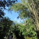 2025年9月27日（土）～10月8日（水）10泊12日マウイ島＆オアフ島の旅日記＜Twin Fallsハイキングその１＞