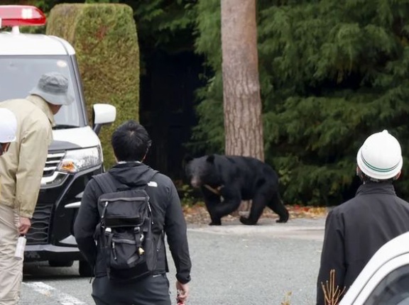 クマ襲撃で54人死傷…日本の秋田県、自衛隊の派遣を要請＝韓国の反応