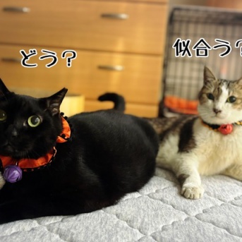 チャンスは一度きり。そんな事もある