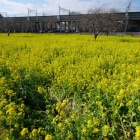 『LAOWAによる横浜穴場紹介～川和町の菜の花　2024/02/23』の画像