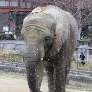 雪が降ってきた♪