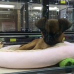 ペットショップ ワンラブ 愛知県 ららぽーと愛知東郷店 スタッフブログ