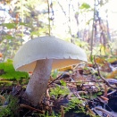 晩秋、Masterと久々定番の森を歩く。（ミドリシメジ）