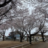 『天気には勝てないけど、お花見！🌸(ひばり・せきれい)』の画像