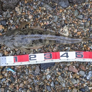 久しぶりにシーバス釣りに行ったらビッグな外道が現れた No Fishing No Life