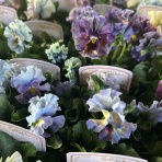 ACTIS FLOWER＆GARDEN GREEN　　プチ*フルール