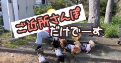 パパバイク復活と目玉焼きトーストとボール投げさんぽ。