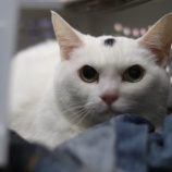 『4月22日（土）～23日（日）は譲渡会です』の画像