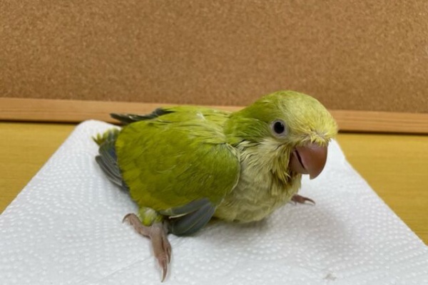 モンク ファーム オキナインコ里親募集