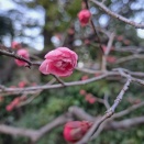 👹2月の定休日のお知らせ👹