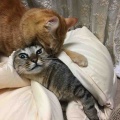 仲良し