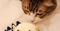 シマエナガのケーキと猫。