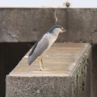 『令和6(2024)年6月22日の鳥さん Vol.2　国分川で野鳥の観察･撮影 色々登場!!ゴイサギ久々の登場!! カルガモやカワセミ､カワラヒワ等々登場!!』の画像