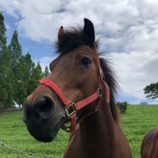 にいがた速報 - 新潟県新潟市の地域情報サイト