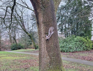 コーンNo４のリス。