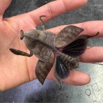 爬虫類倶楽部大宮店公式ブログ