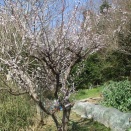 ■関東地方に春一番／23日、畑の梅は満開