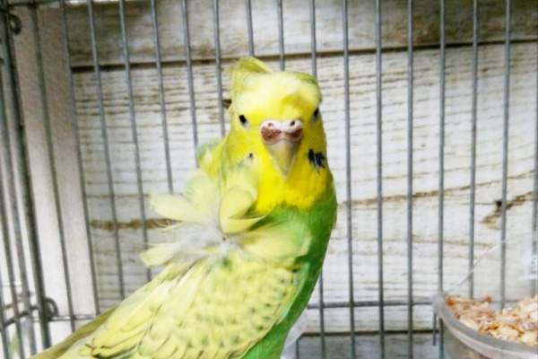 PBFDそらちゃんと☆あむしろインコ日記☆ - PBFD ジャンボ