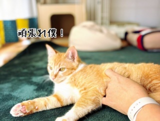 辛さが抜けて甘さが深くなってきた。