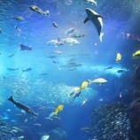 『空に浮かぶ大きな水族館が圧巻！壁から覗く目玉に体がゾクゾク』の画像