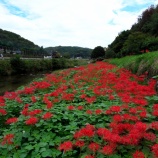 『2025.9『美山川沿い』彼岸花の群生❶ / 岡山県小田郡矢掛町』の画像