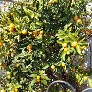 ゆるりと暮らす