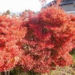 まさに紅葉