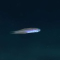 7月11日　ウミウシカクレエビ