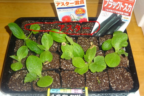 実家の畑記録 アスター