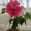 ラコンテ🌸ハイビスカス