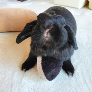 ぶーにーの暮らし