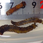 富士山トンボ池通信