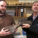 【生物】別々に発見された2つの化石が160年の時を経て完全一致、超巨大ウミガメと判明