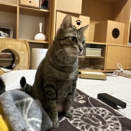 マレーシア生まれの猫は日本の冬に対応できるのか？