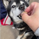 初めての獣医さんに向かっているのに、何故か一直線に向かっていくアラレ<3