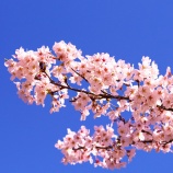 『2026.4『がいせん桜🌸歩いてみたよ❶』岡山県真庭郡新庄村』の画像