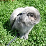 『うさんぽ'2012／（≡・　x　・≡）＼』の画像