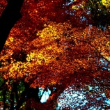 『2025.11『半田山植物園の絶景紅葉 final🍂⑦』岡山市北区』の画像