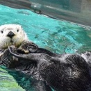 【悲報】ラッコさん、胸で貝を割ること自体が命がけだったっぽいｗｗｗｗｗｗ