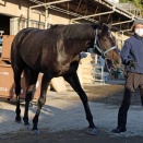 【朝日杯FS】 リアライズシリウスの単勝に1000万円級の大口投票　前売り1番人気に