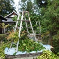 植木刈り