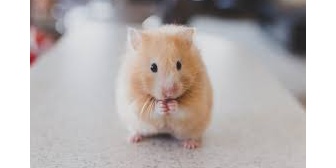 【百恋冷め】背が低かった昔の彼氏(160cm)、遠くから駆け寄ってきた姿が何か新しい小動物にしか見えなかった